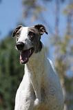 GREYHOUND 016